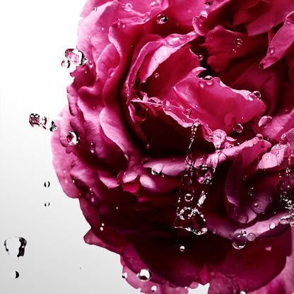 Cool Water Sea Rose Davidoff 100 ml Edt Spray - Mujer